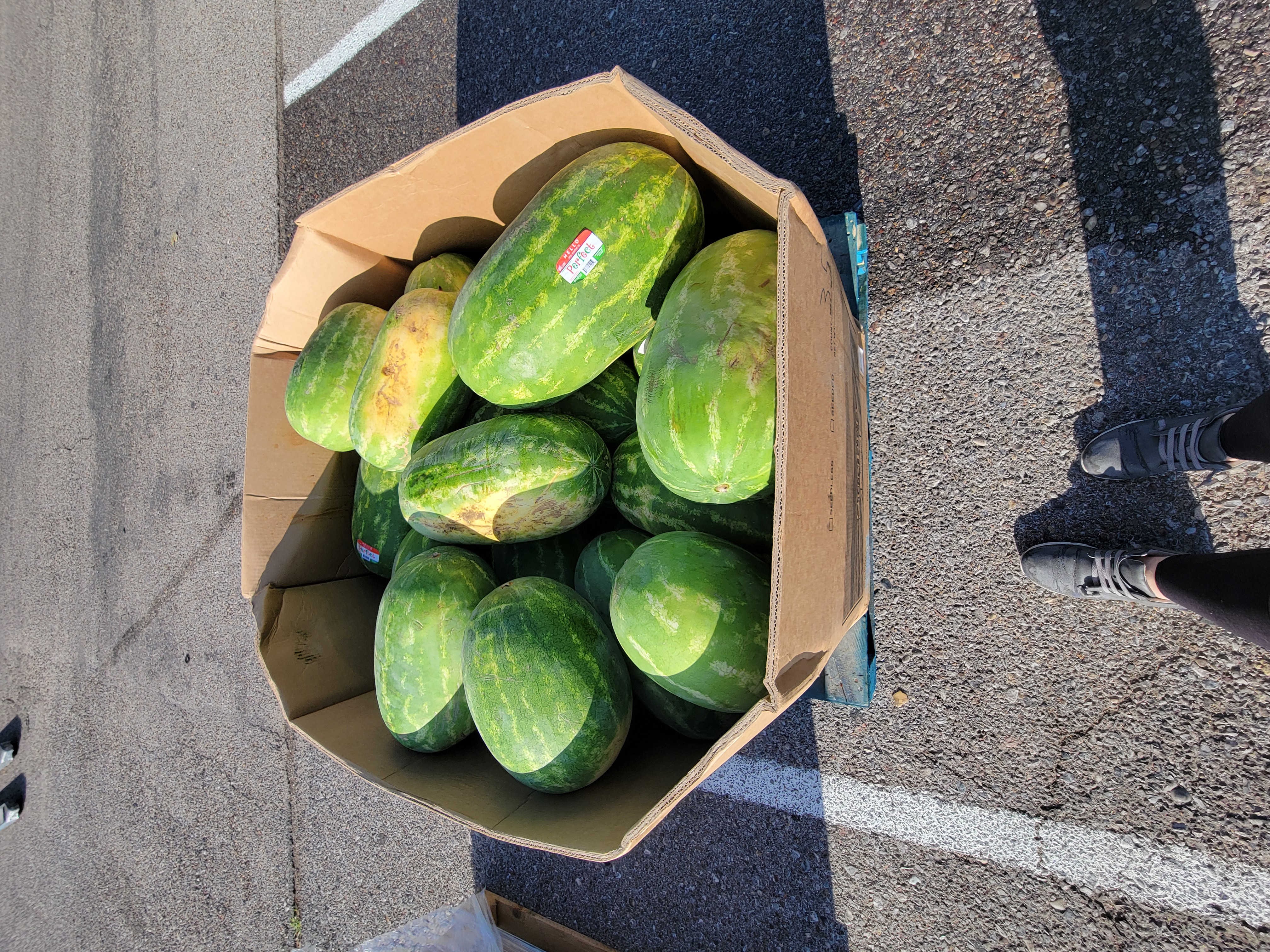 Giant cardboard container loaded with large watermelons.